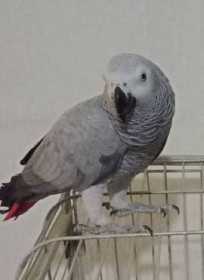 Lost African Grey