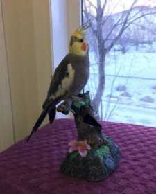 Lost Cockatiel