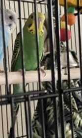 Lost Parakeet