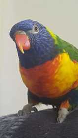 Lost Lory / Lorikeet