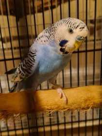 Lost Budgerigar