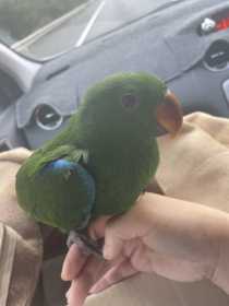 Lost Eclectus