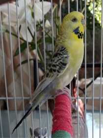 Lost Budgerigar