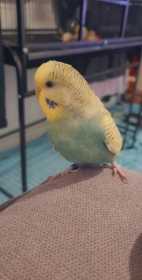 Lost Budgerigar