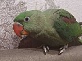 Lost Alexandrine