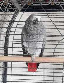 Lost African Grey