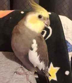 Lost Cockatiel