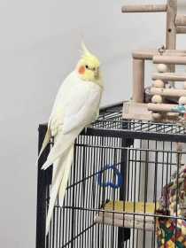 Lost Cockatiel