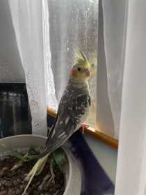 Lost Cockatiel