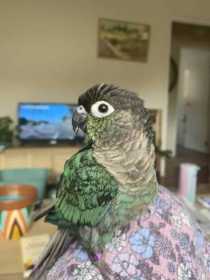 Lost Conure