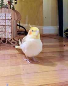 Lost Cockatiel