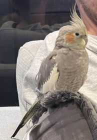 Lost Cockatiel