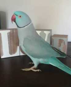 Lost Indian Ringneck Parakeet