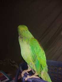 Lost Alexandrine