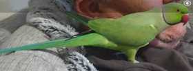 Lost Indian Ringneck Parakeet