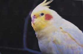 Lost Cockatiel