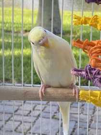 Lost Budgerigar