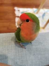 Lost Lovebird
