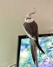 Lost Cockatiel