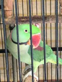 Lost Alexandrine