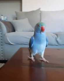 Lost Indian Ringneck Parakeet