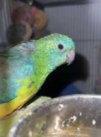 Lost Red Rump Parakeet
