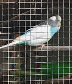 Lost Budgerigar