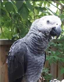 Lost African Grey