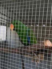 Lost Eclectus