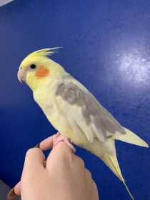 Lost Cockatiel