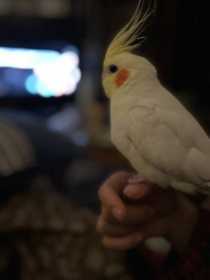 Lost Cockatiel