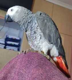 Lost African Grey