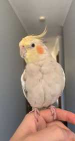 Lost Cockatiel