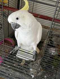 Lost Cockatoo