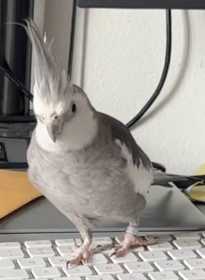 Lost Cockatiel