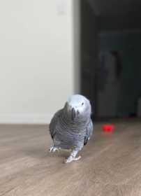 Lost African Grey