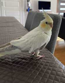 Lost Cockatiel