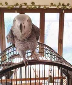 Lost African Grey