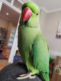 Lost Indian Ringneck Parakeet