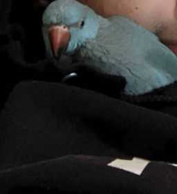 Lost African Ringneck Parakeet