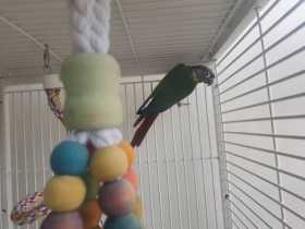 Lost Conure