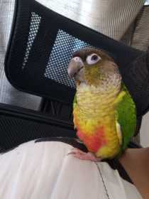 Lost Conure