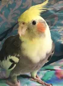 Lost Cockatiel