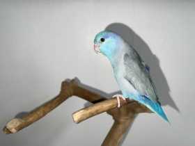 Lost Parrotlet