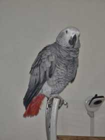 Lost African Grey