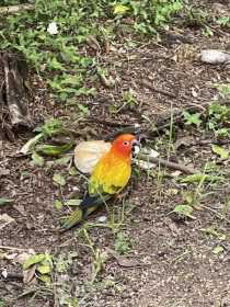 Lost Conure