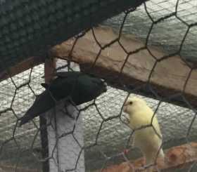 Lost Kakariki