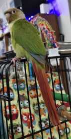 Lost Conure