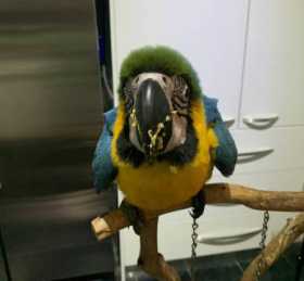 Lost Macaw