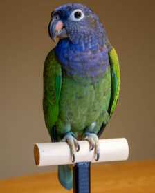 Lost Blue-Headed Pionus